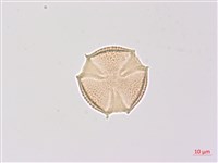 山香圓藏品圖，第2張