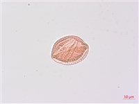 山香圓藏品圖，第3張