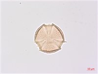 山香圓藏品圖，第4張