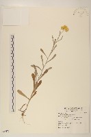 鼠麴草藏品圖，第1張