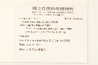 鼠麴草藏品圖，第2張