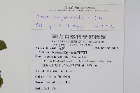 蔓雞冠、絹毛莧藏品圖，第2張