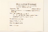 塔山澤蘭藏品圖，第2張