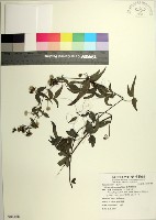 臺灣鐵線蓮藏品圖，第1張