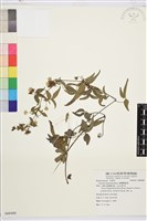 臺灣鐵線蓮藏品圖，第2張