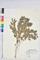 白飯樹藏品圖，第1張