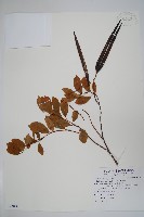 酸藤藏品圖，第1張