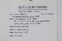 酸藤藏品圖，第2張