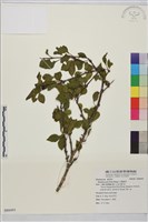 小葉鼠李藏品圖，第1張