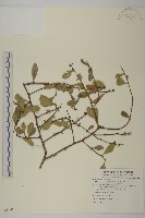 北仲, 刺裸實藏品圖，第1張