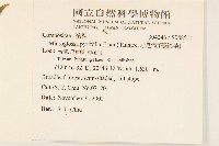 小舌菊、蔓綿菜藏品圖，第2張