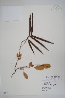 酸藤藏品圖，第1張