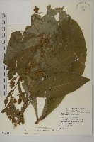 薄葉艾納香藏品圖，第1張