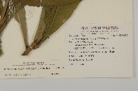 薄葉艾納香藏品圖，第2張