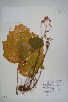 水鴨腳藏品圖，第1張