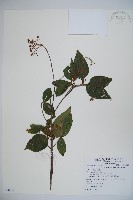 紅子莢迷藏品圖，第1張