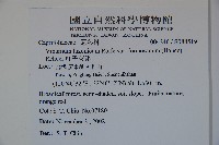 紅子莢迷藏品圖，第2張