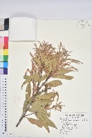 三斗石櫟藏品圖，第1張