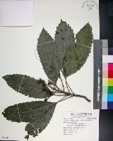 山枇杷、臺灣枇杷藏品圖，第1張