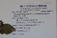 紅子莢迷藏品圖，第2張