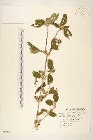 金腰箭藏品圖，第1張