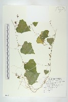 黑果馬交兒藏品圖，第1張