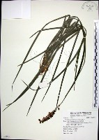 麥門冬藏品圖，第1張