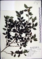 水雞油藏品圖，第1張