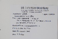 爵床藏品圖，第2張