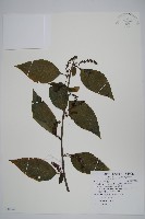 多子漿果莧藏品圖，第1張