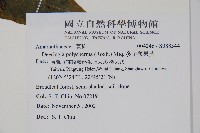 多子漿果莧藏品圖，第2張