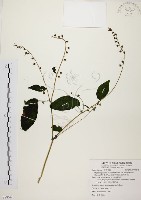 尖舌草、全唇尖舌苣苔藏品圖，第1張