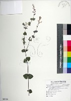 南台灣黃芩藏品圖，第1張