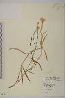 長萼瞿麥藏品圖，第1張