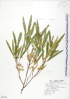 車桑子藏品圖，第1張