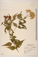 塔山澤蘭藏品圖，第1張