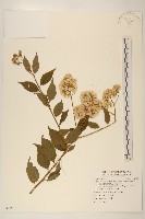 小舌菊、蔓綿菜藏品圖，第1張
