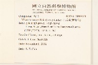 小舌菊、蔓綿菜藏品圖，第2張