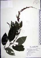 大葉山螞蝗藏品圖，第1張