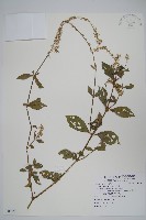 土牛膝藏品圖，第1張