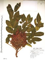 羅氏鹽膚木藏品圖，第1張