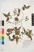 臺灣鐵線蓮藏品圖，第2張