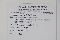 六角英, 槍刀菜藏品圖，第2張