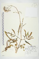 小燈籠草、大還魂藏品圖，第1張