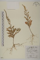 變葉藜藏品圖，第1張