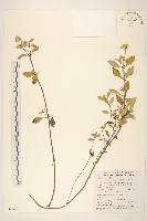 天蓬草舅藏品圖，第1張