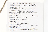 天蓬草舅藏品圖，第2張