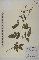 大花咸豐草藏品圖，第1張