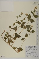 紫花霍香薊藏品圖，第1張