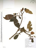 水冬瓜藏品圖，第1張